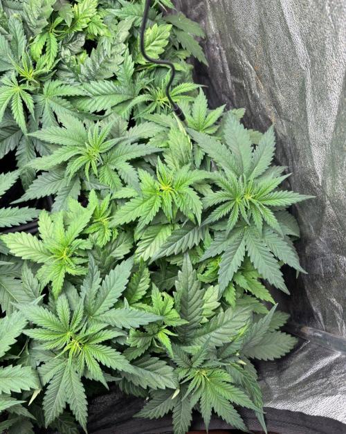 Liberty Haze Indoor. Week 4 - Day 28
Flo: Day 3