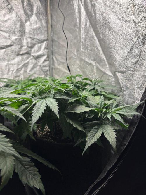 Liberty Haze Indoor. Week 4 - Day 28
Flo: Day 3