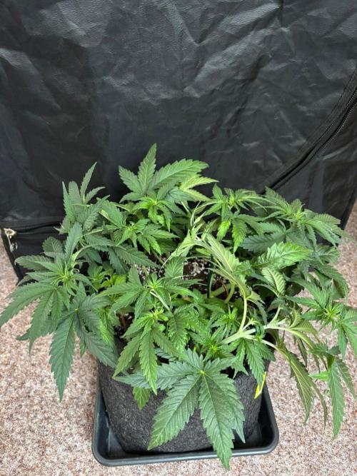 Liberty Haze Indoor. Week 5 - Day 30
Flo: Day 5