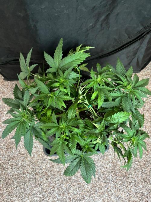 Liberty Haze Indoor. Week 5 - Day 30
Flo: Day 5