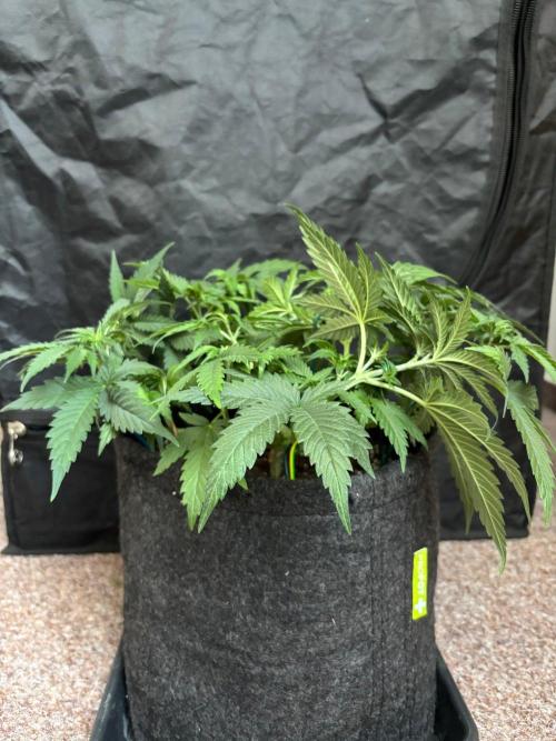 Liberty Haze Indoor. Week 5 - Day 30
Flo: Day 5