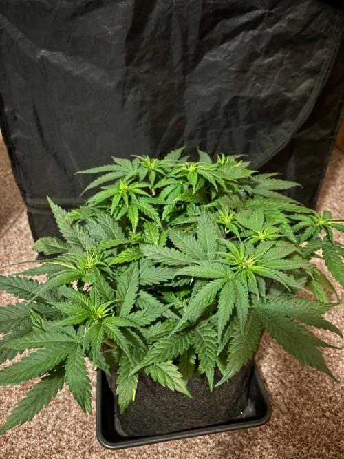 Liberty Haze Indoor. Week 5 - Day 33
Flo: Day 8