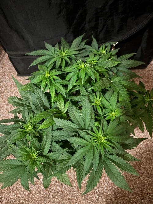 Liberty Haze Indoor. Week 5 - Day 33
Flo: Day 8