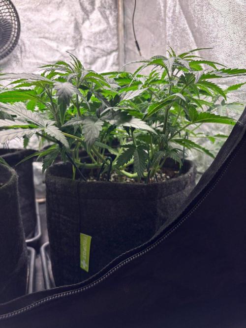 Liberty Haze Indoor. Week 5 - Day 33
Flo: Day 8