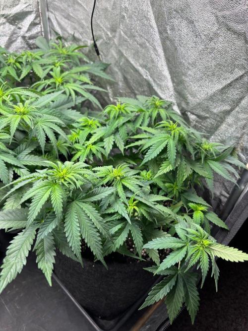 Liberty Haze Indoor. Week 5 - Day 35
Flo: Day 10