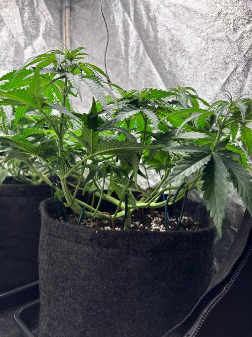 Liberty Haze Indoor. Week 5 - Day 35
Flo: Day 10