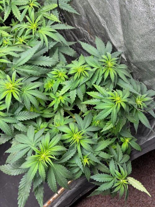Liberty Haze Indoor. Week 5 - Day 35
Flo: Day 10