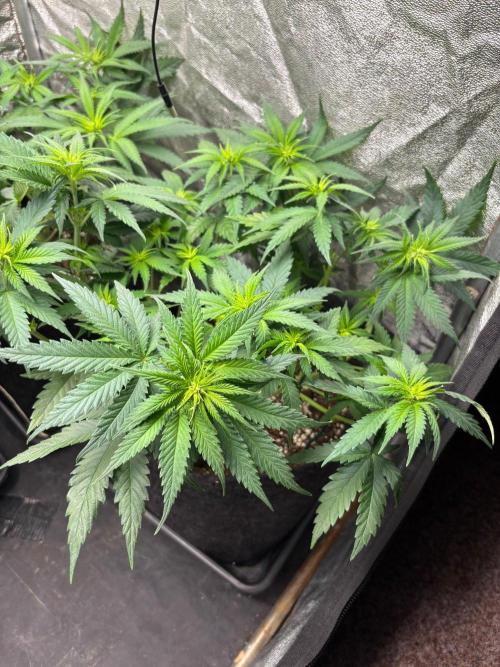 Liberty Haze Indoor. Week 6 - Day 37
Flo: Day 12