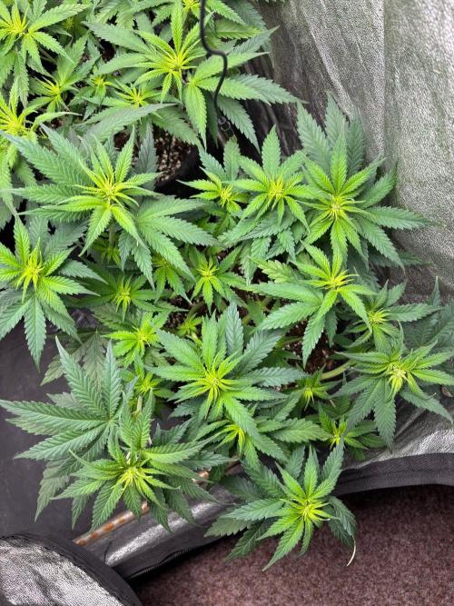 Liberty Haze Indoor. Week 6 - Day 37
Flo: Day 12