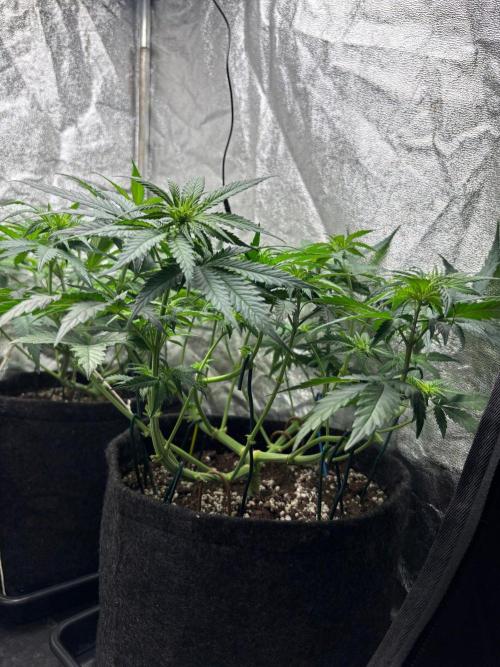 Liberty Haze Indoor. Week 6 - Day 37
Flo: Day 12