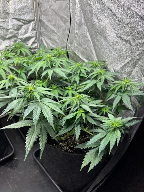 Liberty Haze Indoor. Week 6 - Day 40
Flo: Day 15