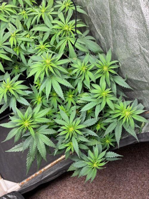 Liberty Haze Indoor. Week 6 - Day 40
Flo: Day 15