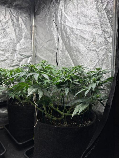 Liberty Haze Indoor. Week 6 - Day 40
Flo: Day 15