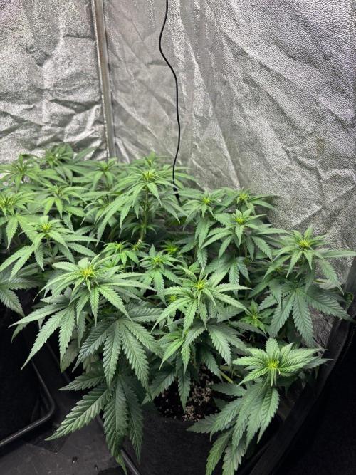 Liberty Haze Indoor. Week 6 - Day 42
Flo: Day 17
