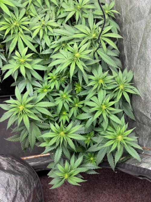 Liberty Haze Indoor. Week 6 - Day 42
Flo: Day 17