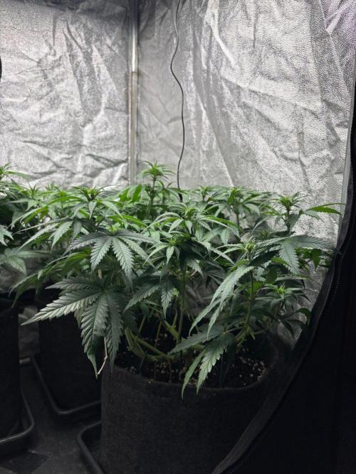 Liberty Haze Indoor. Week 6 - Day 42
Flo: Day 17