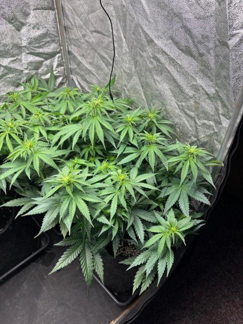 Liberty Haze Indoor. Week 7 - Day 45
Flo: Day 20