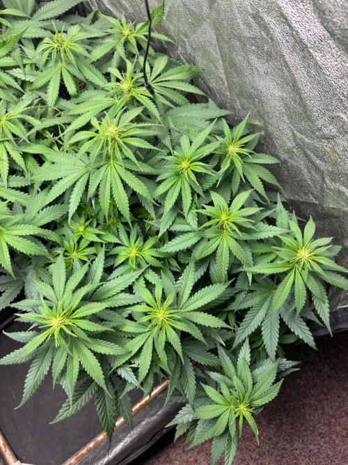 Liberty Haze Indoor. Week 7 - Day 45
Flo: Day 20