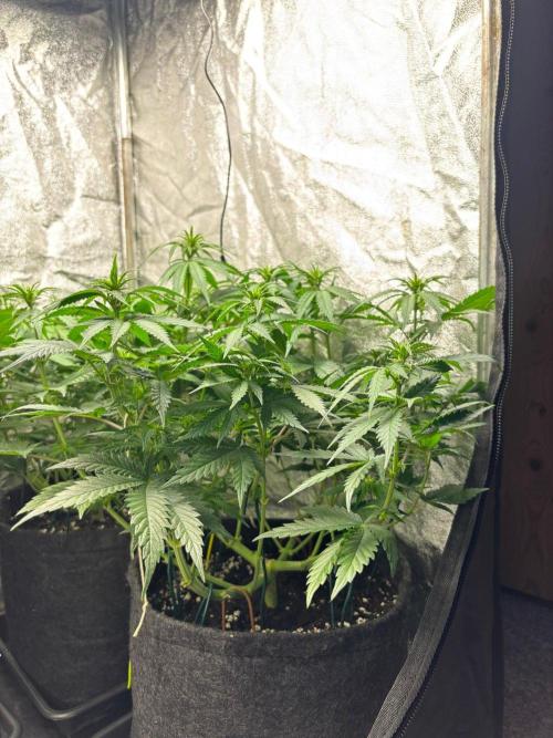 Liberty Haze Indoor. Week 7 - Day 45
Flo: Day 20