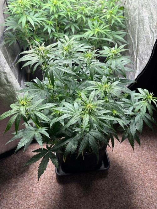 Liberty Haze Indoor. Week 7 - Day 47
Flo: Day 22