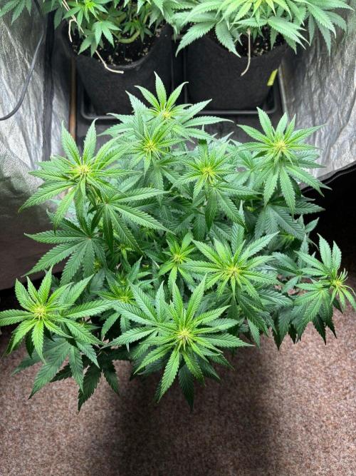 Liberty Haze Indoor. Week 7 - Day 47
Flo: Day 22