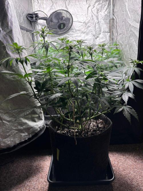 Liberty Haze Indoor. Week 7 - Day 47
Flo: Day 22