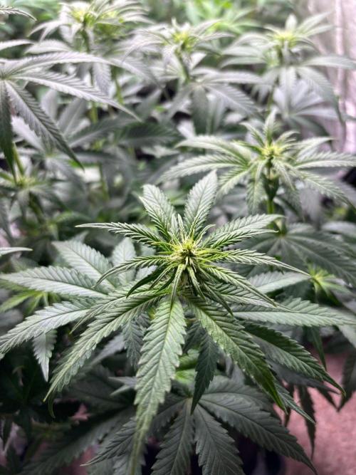 Liberty Haze Indoor. Week 7 - Day 47
Flo: Day 22