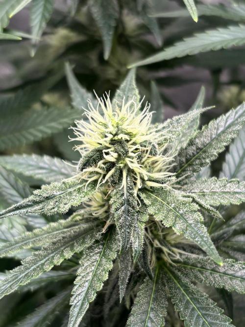 Liberty Haze Indoor. Week 11 - Day 72
Flo: Day 47