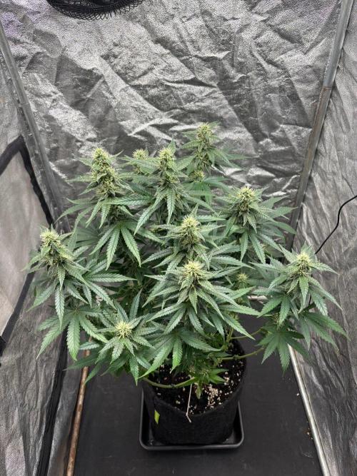 Liberty Haze Indoor. Week 11 - Day 74
Flo: Day 49