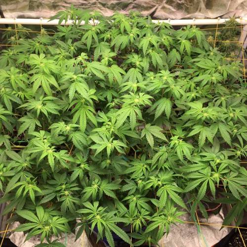 Wedding Cake DWC. Week 11