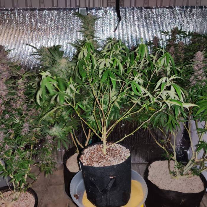 Dr pepper. Week 1 - The Dr. Pepper defoliate and lollipop she looks rough but she also sleeping .