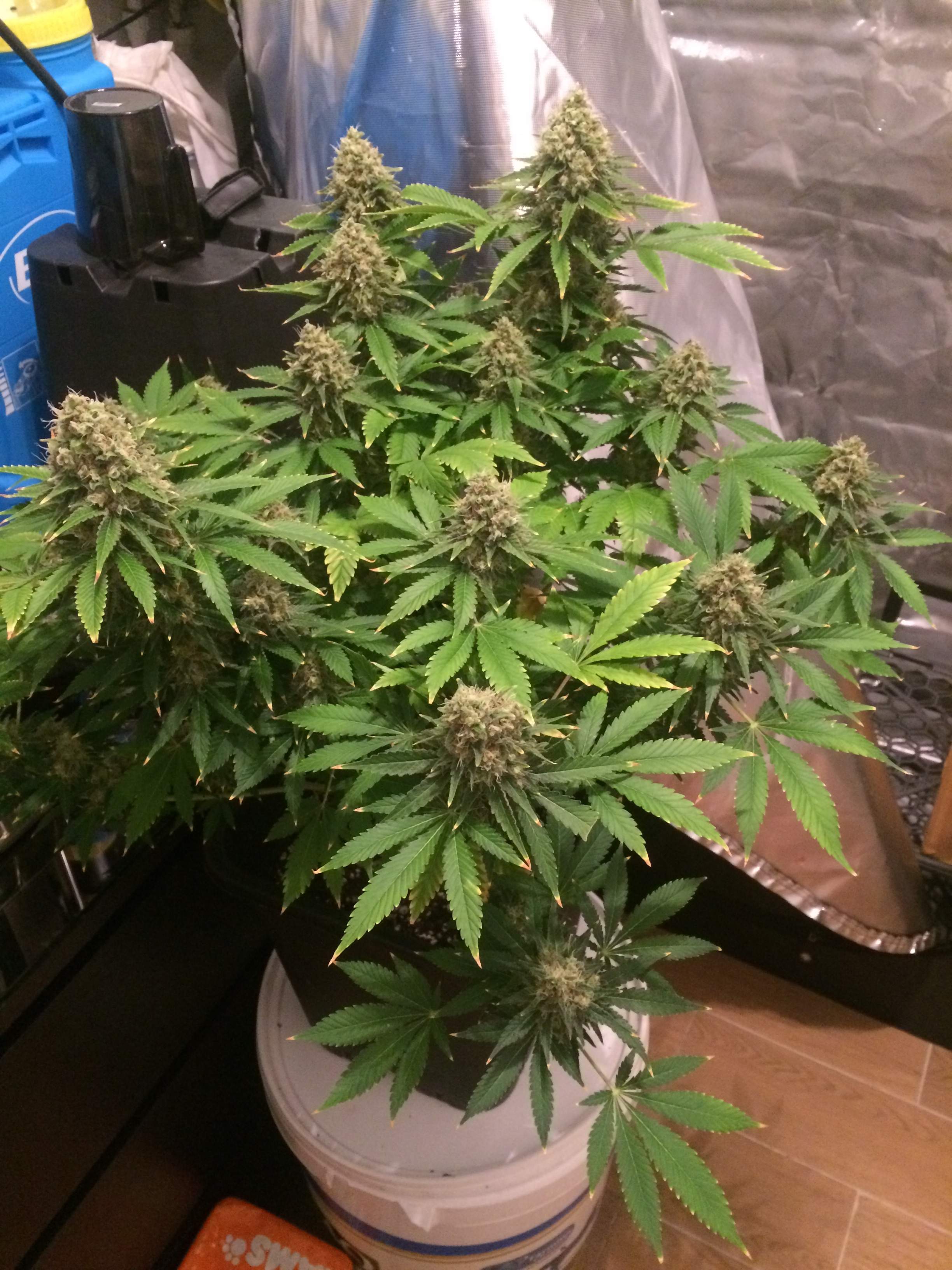 Strain Hunters Money Maker grow diary (journal) harvest20 by