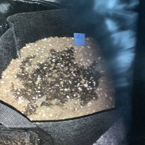 Bruce Banner Auto. Week 1