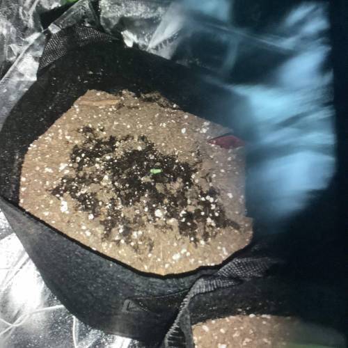 Bruce Banner Auto. Week 1