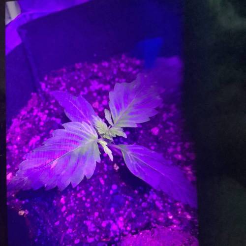 Bruce Banner Auto. Week 2