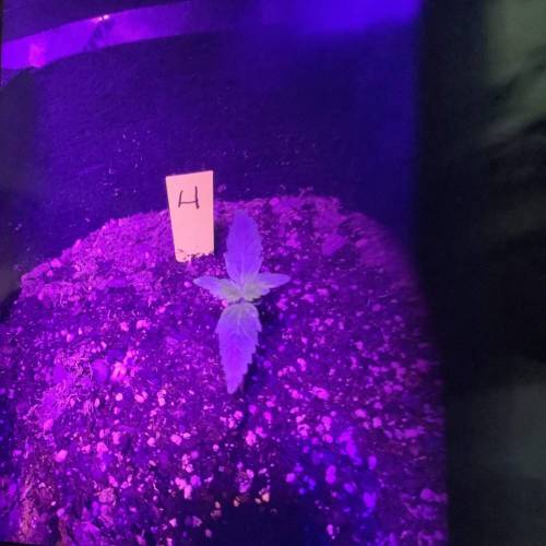 Bruce Banner Auto. Week 2