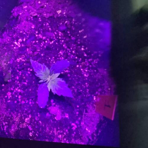 Bruce Banner Auto. Week 2