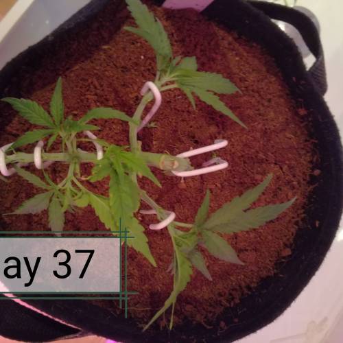 Sweet Seeds - Cream Mandarine XL Autoยฎ door el_flauta