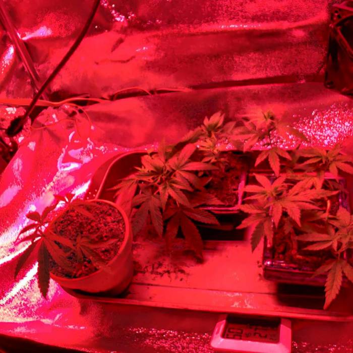 Space Monkey Micro Grow. Week 1