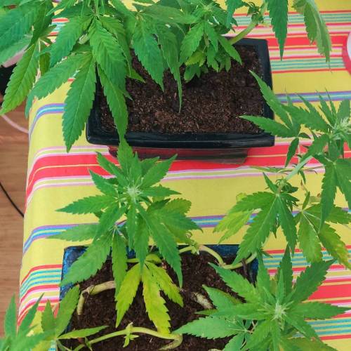 Space Monkey Micro Grow. Week 2