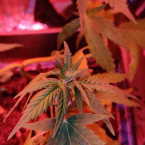 Space Monkey Micro Grow. Week 2