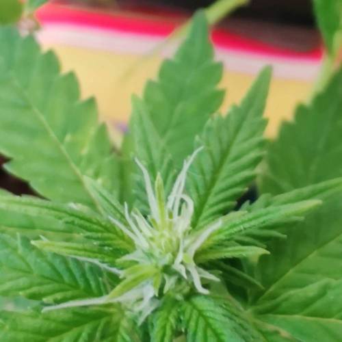 Space Monkey Micro Grow. Week 2