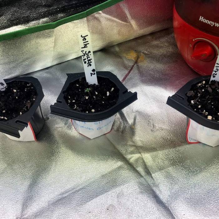 Jelly sickle . Week 1