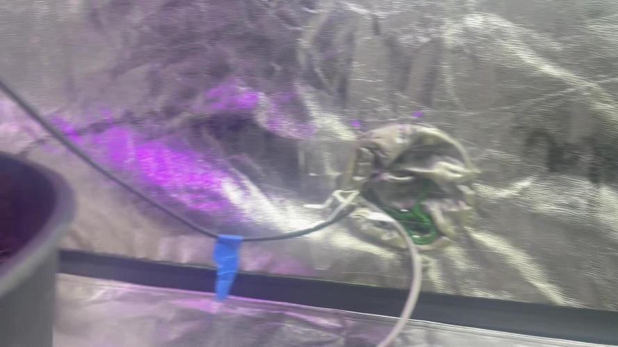 Fall 2025: Frostbanger & Random Seedsman