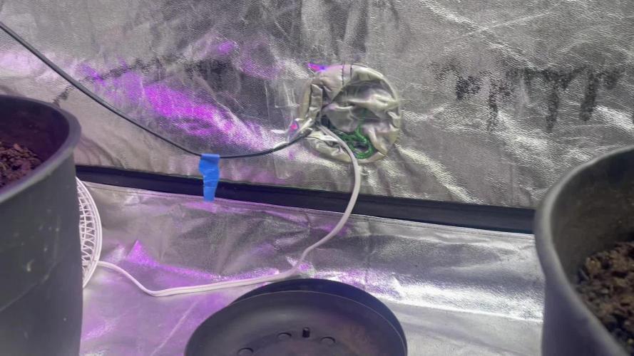 Fall 2025: Frostbanger & Random Seedsman