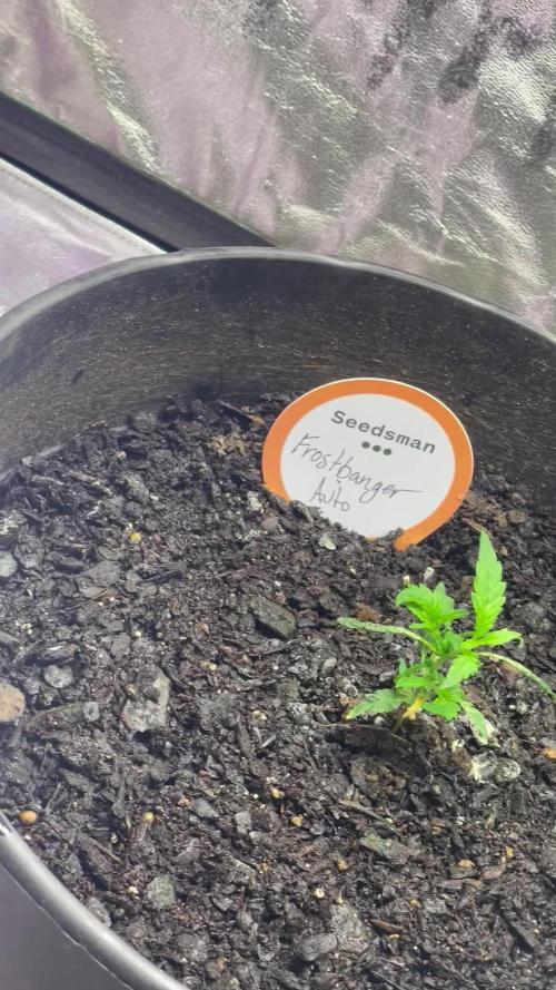 Fall 2025: Frostbanger & Random Seedsman