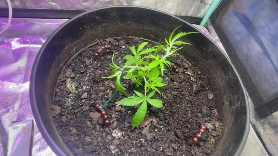 Fall 2025: Frostbanger & Random Seedsman