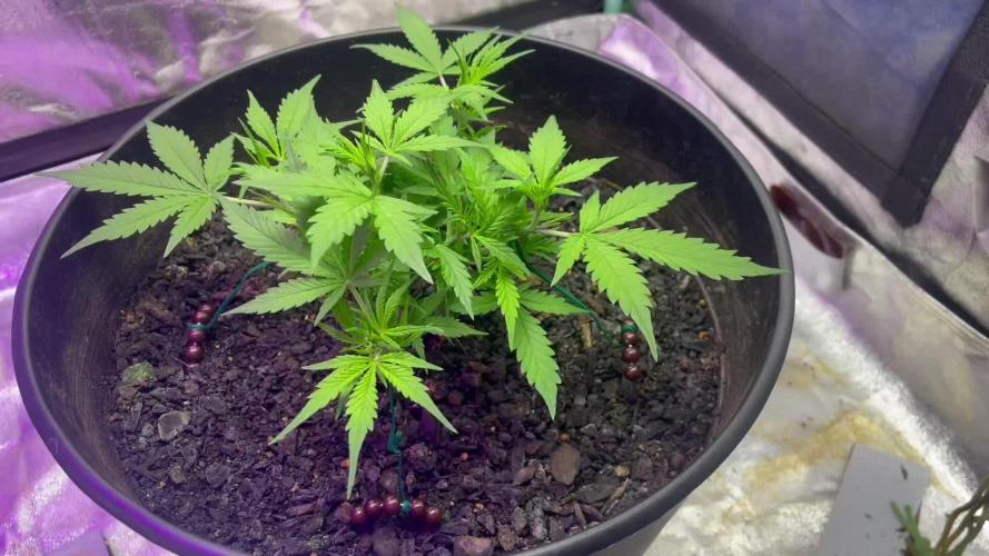 Fall 2025: Frostbanger & Random Seedsman