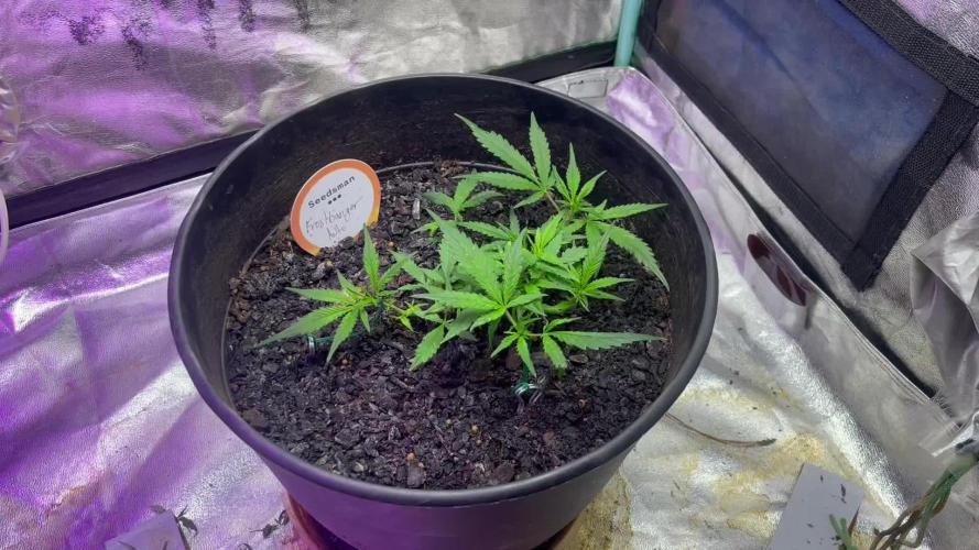 Fall 2025: Frostbanger & Random Seedsman