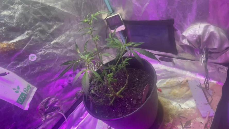 Fall 2025: Frostbanger & Random Seedsman